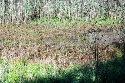 Plants growing on field