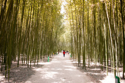 Rear view of woman walking on pathway along trees