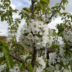 Close-up of fruits growing on tree against sky