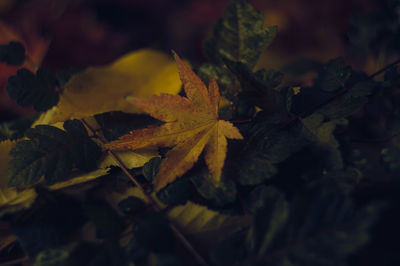 Close-up of yellow maple leaves