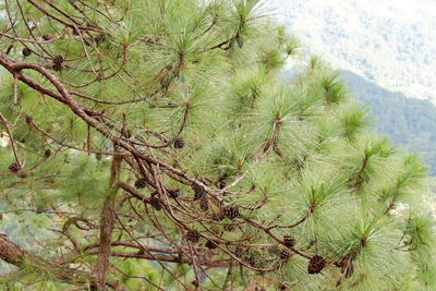 Close-up of plant