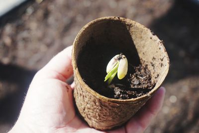 Close-up of hand holding potted seedling