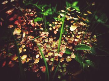 Close-up of flowering plants and leaves on field