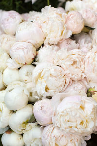 Close-up of white flowers for sale in market