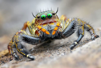 Close-up of spider