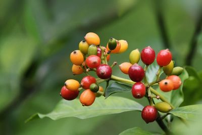 Close-up of cherries on tree