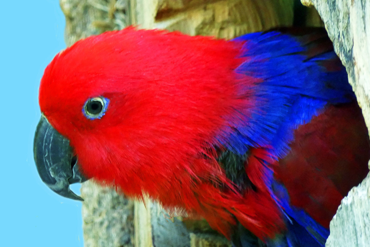 CLOSE-UP OF PARROT IN A BLUE