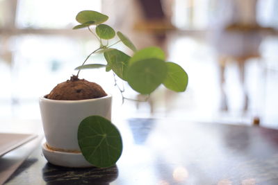 Close-up of potted plant on table