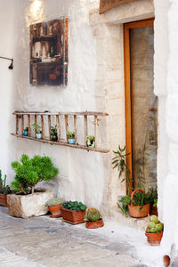 Potted plant on wall of building