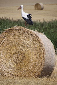 White stork sitting on hay bale