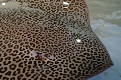 Close-up of turtle in water