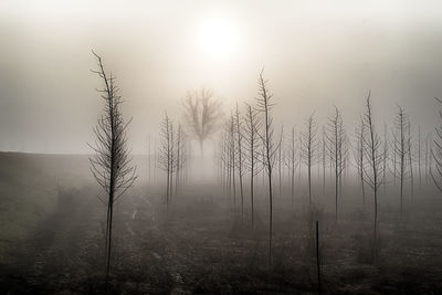 Trees on landscape against sky