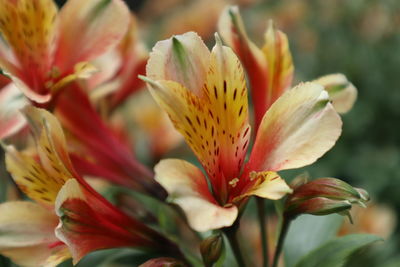 Close-up of flowering plant