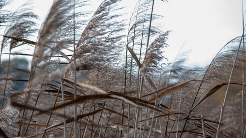 Low angle view of frozen plants against sky