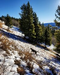 Pine trees on snow covered field against sky