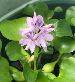 flowering plant