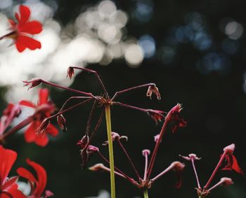 Close-up of red flowers