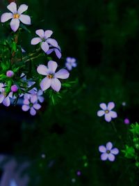 Close-up of purple flowering plant