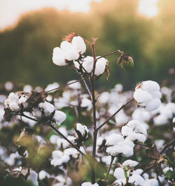 Close-up of cherry blossoms in spring