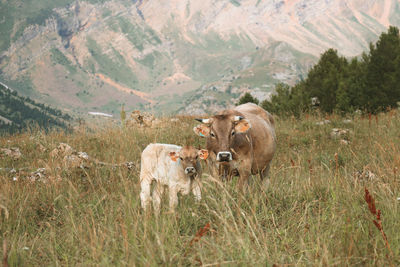 Sheep in a field