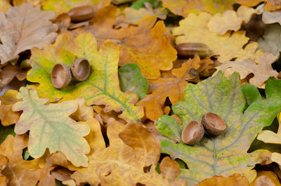 High angle view of maple leaves on tree during autumn