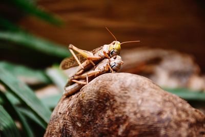 Close-up of grasshoppers on rock