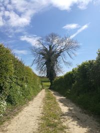 Road amidst trees on field against sky