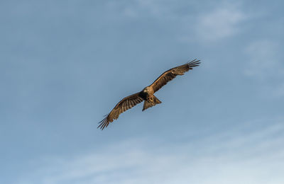 Black kite in flight over the river ebro in spain