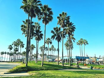 Palm trees against clear sky