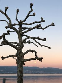 Low angle view of bare tree against sea at sunset