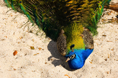 High angle view of peacock on land