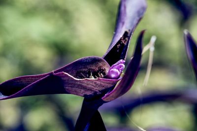 Close-up of purple flower bud