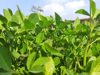 Close-up of fresh green leaves on field against sky