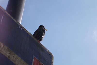 Low angle view of bird perching against clear sky