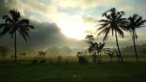 Palm trees on field against sky during sunset