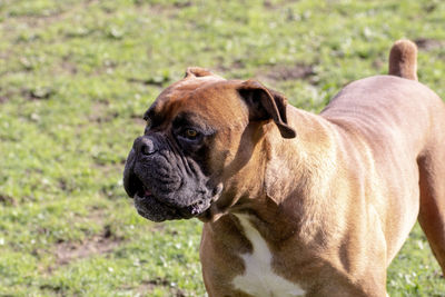 Brown boxer dog with white chest loose in the field