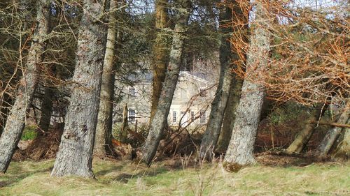 Trees in forest