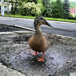 Duck on road by tree
