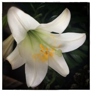 Close-up of day lily