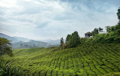 Scenic view of agricultural field against sky