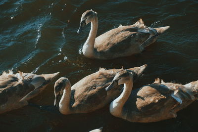 High angle view of swans swimming in lake