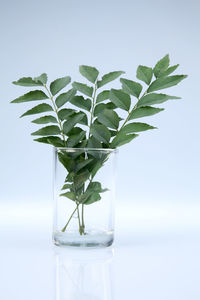 Close-up of curry leaves in glass against white background