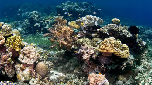 Fish swimming in sea