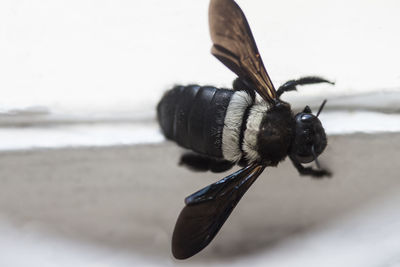 Close-up of insect against sky