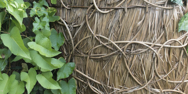 High angle view of ivy growing on fence