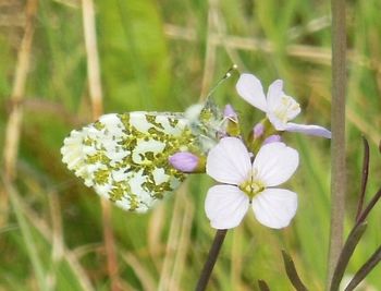 Close-up of white flowers