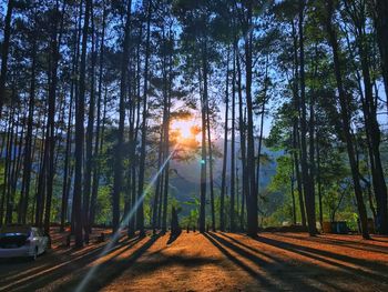 Road amidst trees in forest