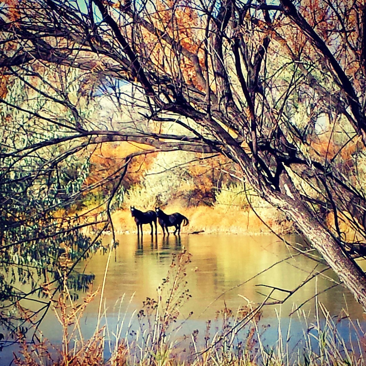 animal themes, bare tree, water, animals in the wild, branch, tree, wildlife, lake, one animal, reflection, silhouette, bird, nature, mammal, tranquility, outdoors, sunset, no people, beauty in nature, sky