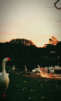 Birds flying over lake