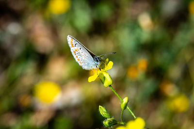 Butterfly pollinating on flower